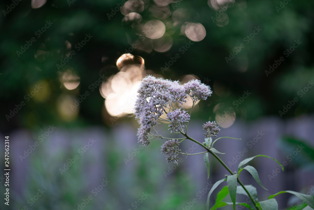 Obraz premium purple Sweet Joe-Pye-weed flower