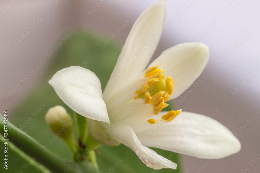 Delicate white with a purple-pink shade flower of citrus plant Meyer lemon, C. meyeri. Citrus blossom example. Close-up with selective focus, macro. Indoor citrus tree growing Delicate white with a purple-pink shade flower of citrus plant Meyer lemon, C. meyeri. Citrus blossom example. Close-up with selective focus, macro. Indoor citrus tree growing