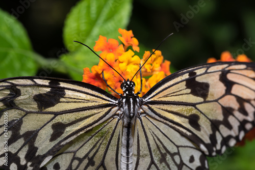 Beautiful colorful butterfly isolated on a flower
