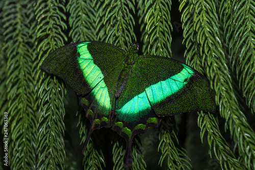 Fluorescent green butterfly relaxing on a leaf