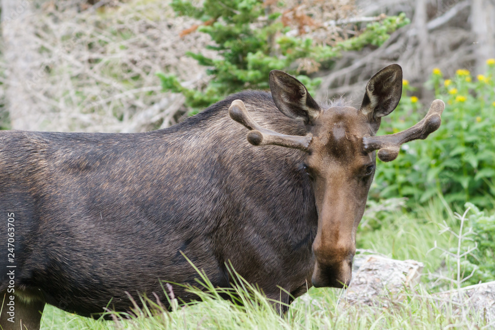 Shiras Moose in the Rocky Mountains of Colorado Shiras Moose in the Rocky Mountains of Colorado