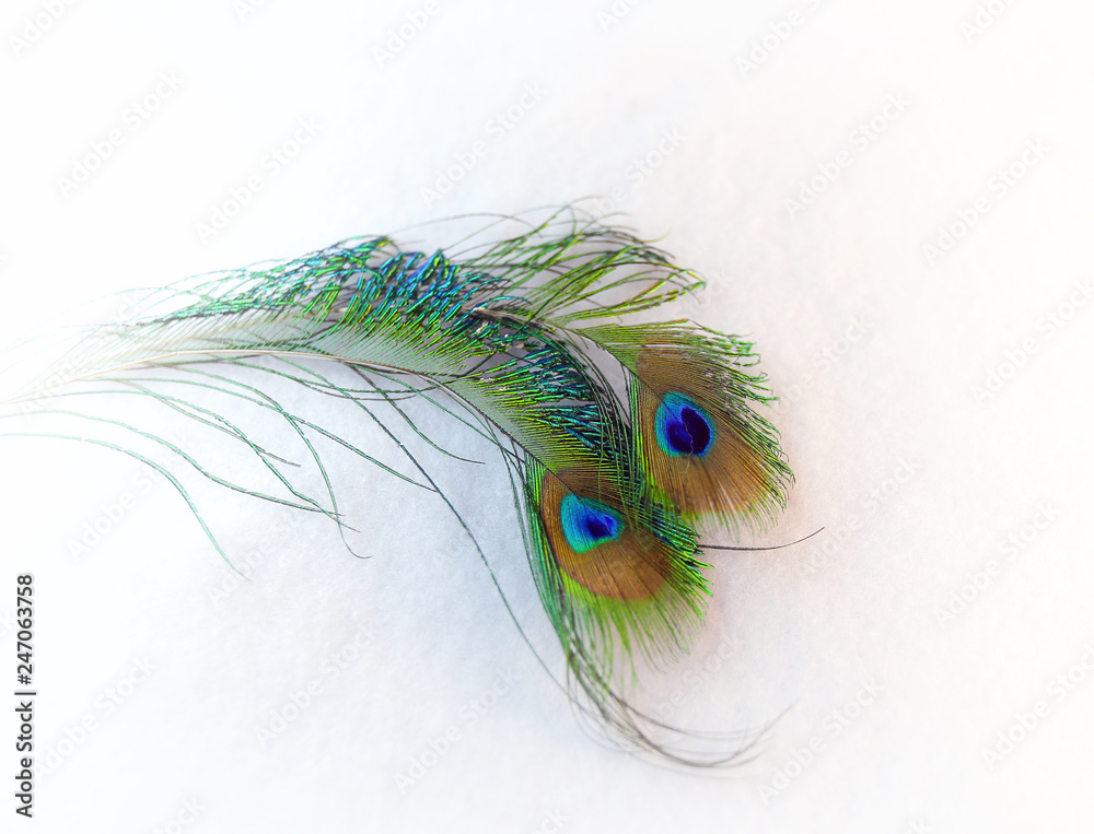 Obraz premium Peacock feathers