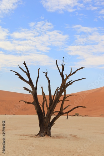 Baum im Dead vlei © brueckenweb