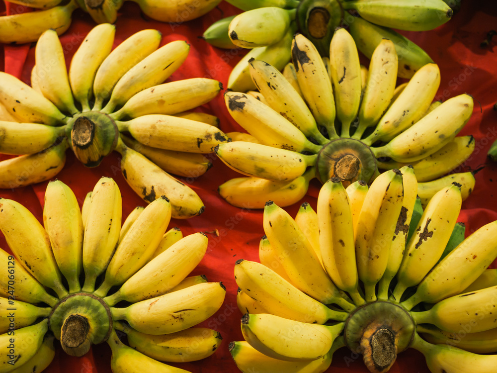 Group of fresh Bananas