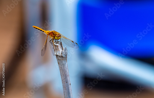 Yellow dragonfly on branch