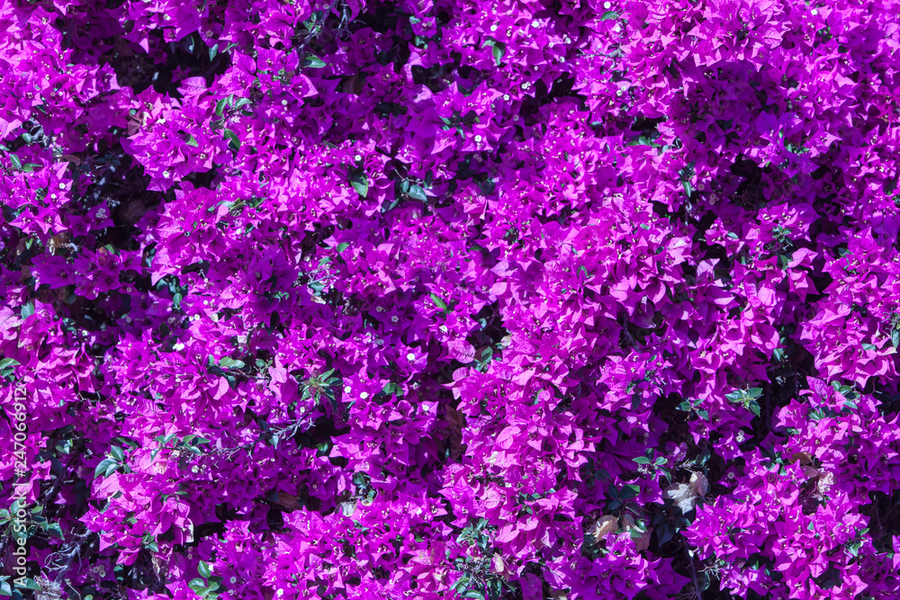 Magenta bougainvillea flowers as a background.Floral background. - horizontal Image Magenta bougainvillea flowers as a background.Floral background. - horizontal Image