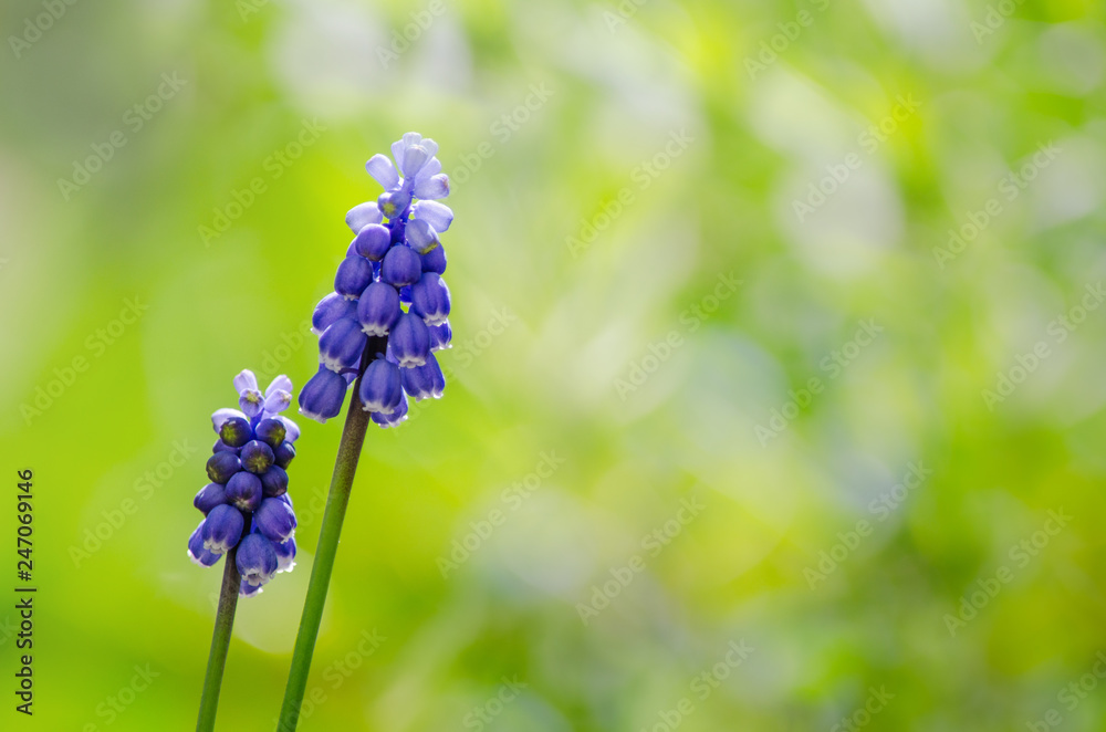 Beautiful blue flowers of Muscari botryoides on a blurred bright green background, copy space suitable for text, springtime wallpaper Beautiful blue flowers of Muscari botryoides on a blurred bright green background, copy space suitable for text, springtime wallpaper