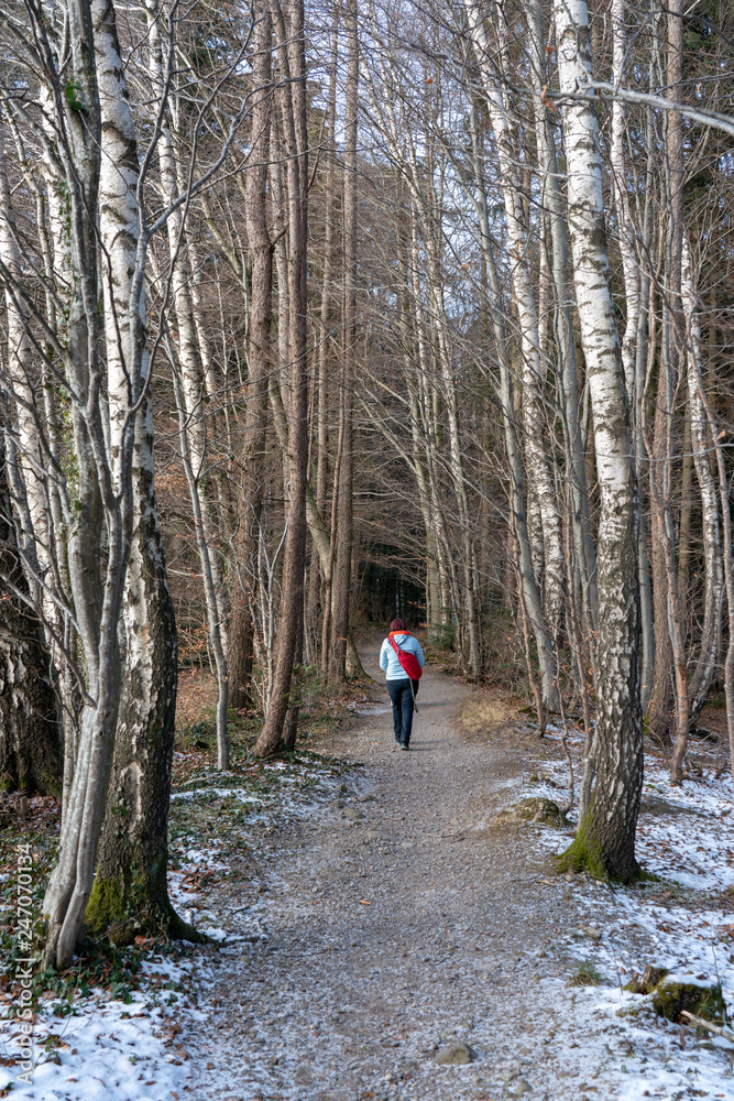 Walking in a birch forest in winter on a frozen gravel path.