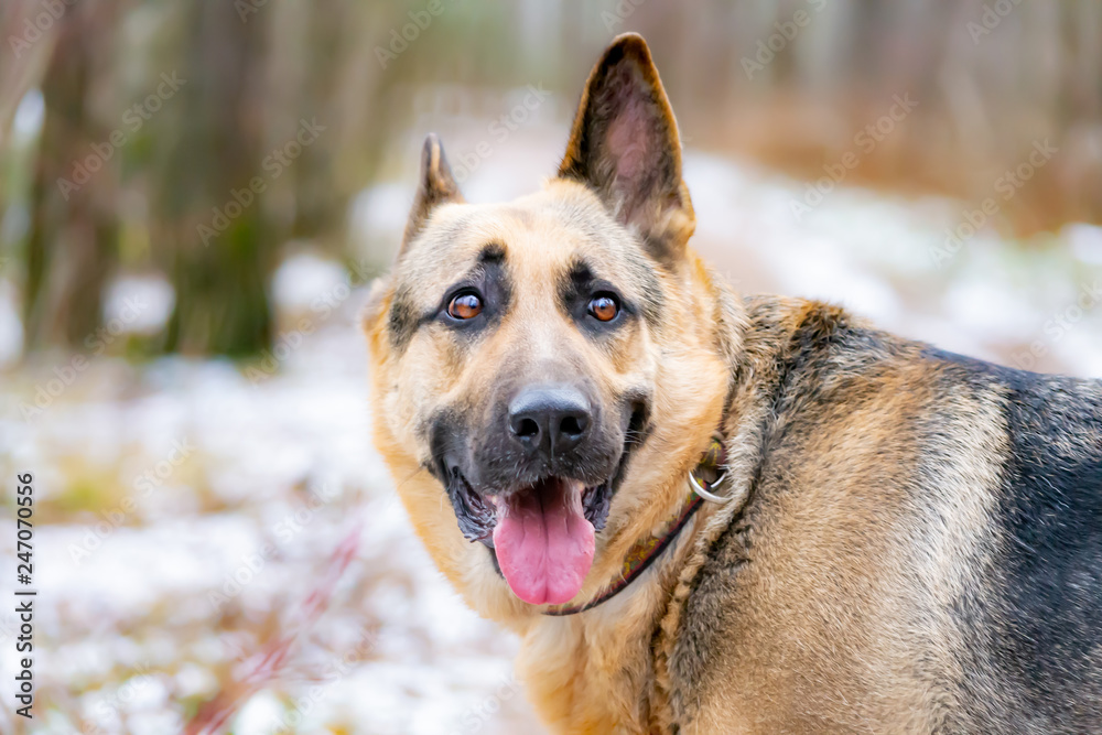 Fototapeta premium East European Shepherd. Young energetic scared dog walks in the forest. Harmonious relationship with the dog: mental health, education and training.