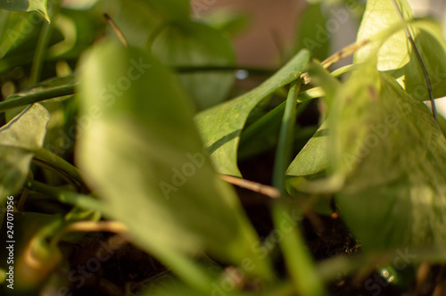 Plant