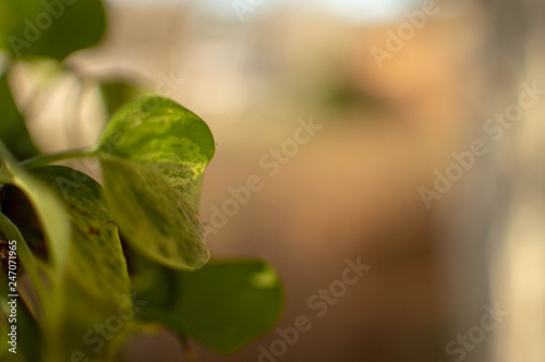 Plant