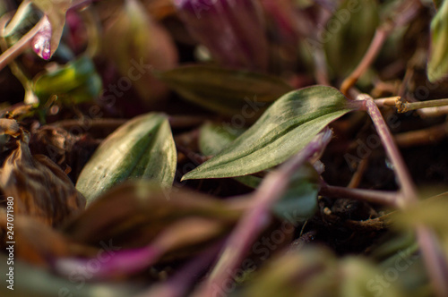 Plant