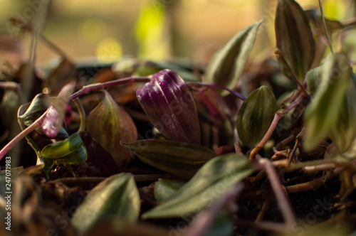Plant