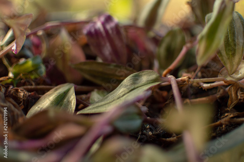 Plant