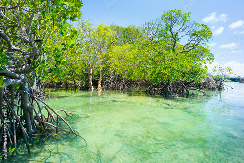 Fototapeta Naklejka Na Ścianę i Meble -  mangrove forest and emerald water of lagoon in Tanzania