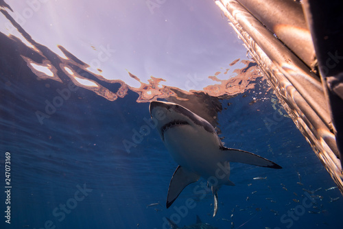 Great White Shark in cage diving © Le Bouil Baptiste 