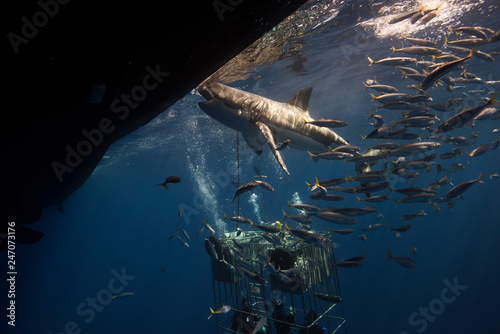 Great White Shark  in cage diving 
