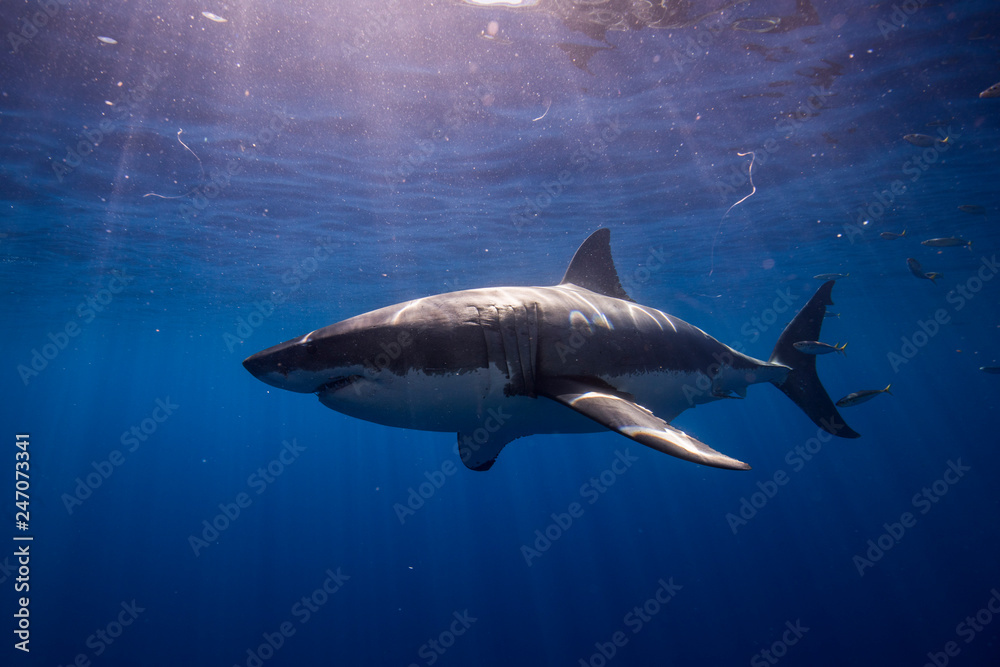 Great White Shark in cage diving Great White Shark in cage diving