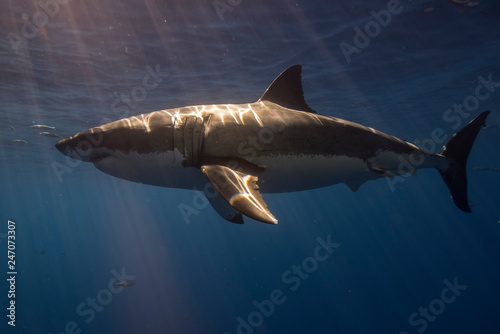 Great White Shark  in cage diving 