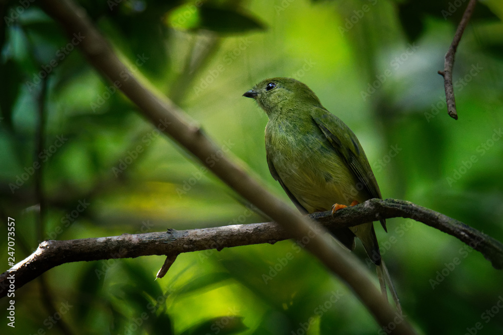 Long-tailed manakin - Chiroxiphia linearis species of bird in the Pipridae family native to Central America Long-tailed manakin - Chiroxiphia linearis species of bird in the Pipridae family native to Central America