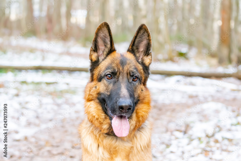 German Shepherd. Young energetic dog walks in the forest.