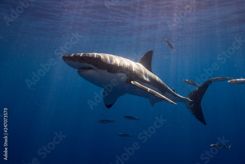 Great White Shark  in cage diving  © Le Bouil Baptiste 