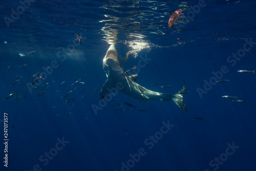 Great White Shark  in cage diving  © Le Bouil Baptiste 