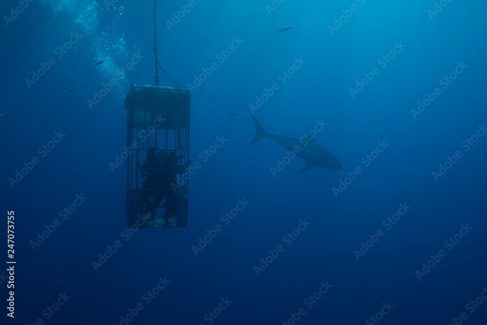 Great White Shark in cage diving Great White Shark in cage diving