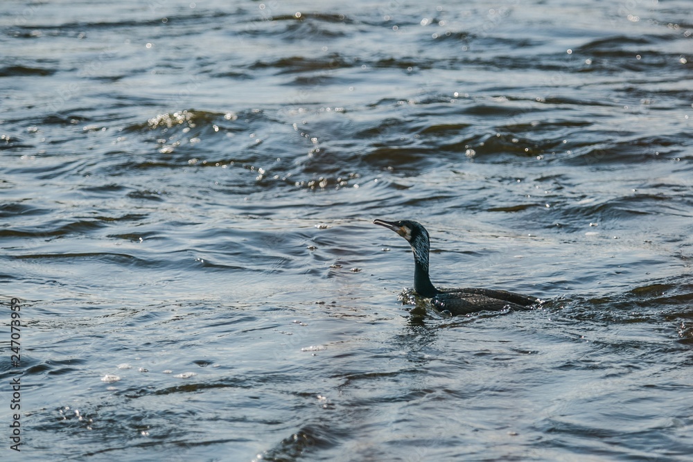 Fototapeta premium The great cormorant, a black piscivorous bird, swimming in river on a cold sunny day, ripples on water