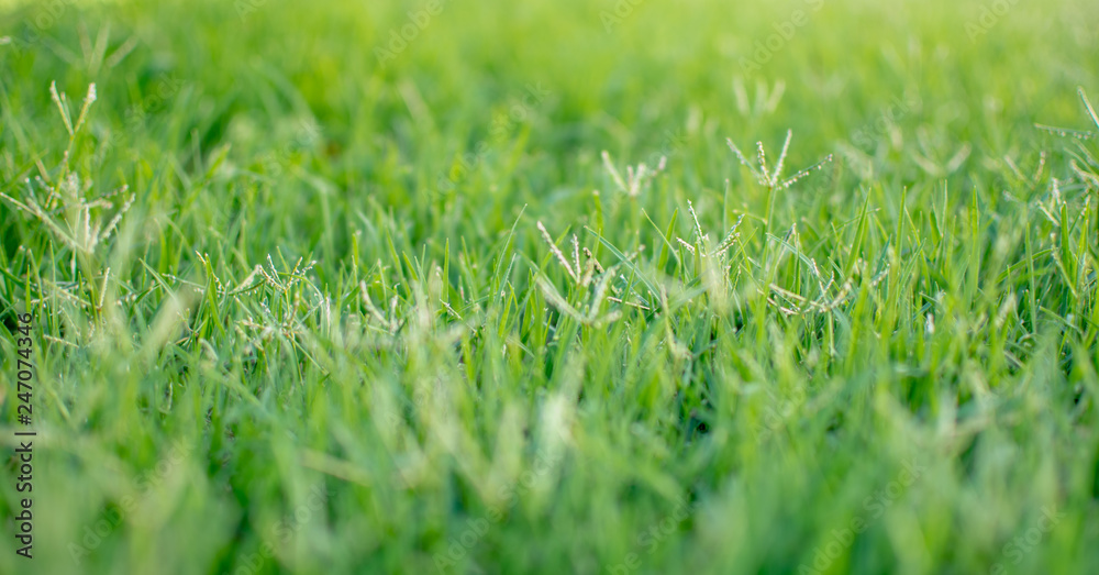 lawn lawn
