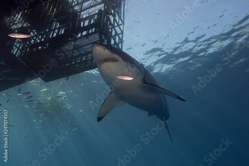Great White Shark  in cage diving 