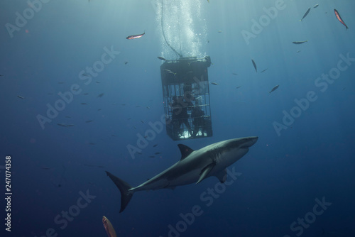 Great White Shark  in cage diving 