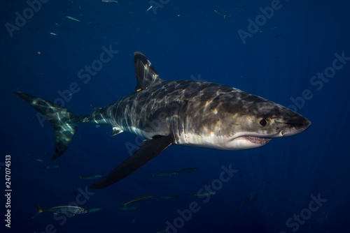 Great White Shark in cage diving 