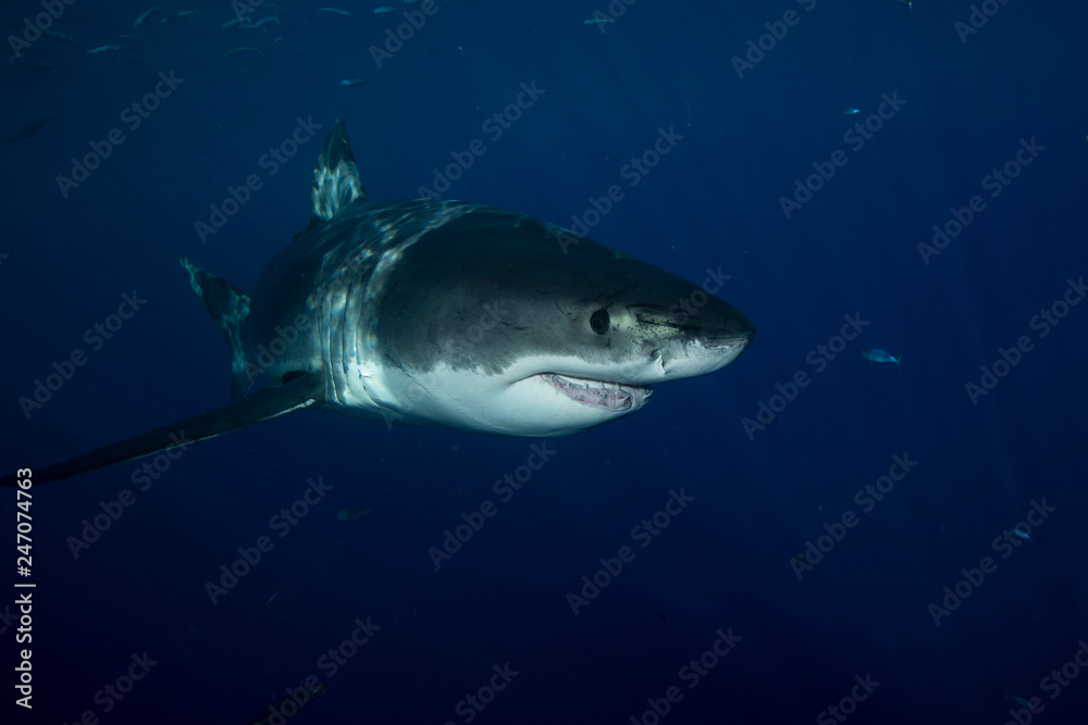 Fototapeta premium Great White Shark in cage diving 