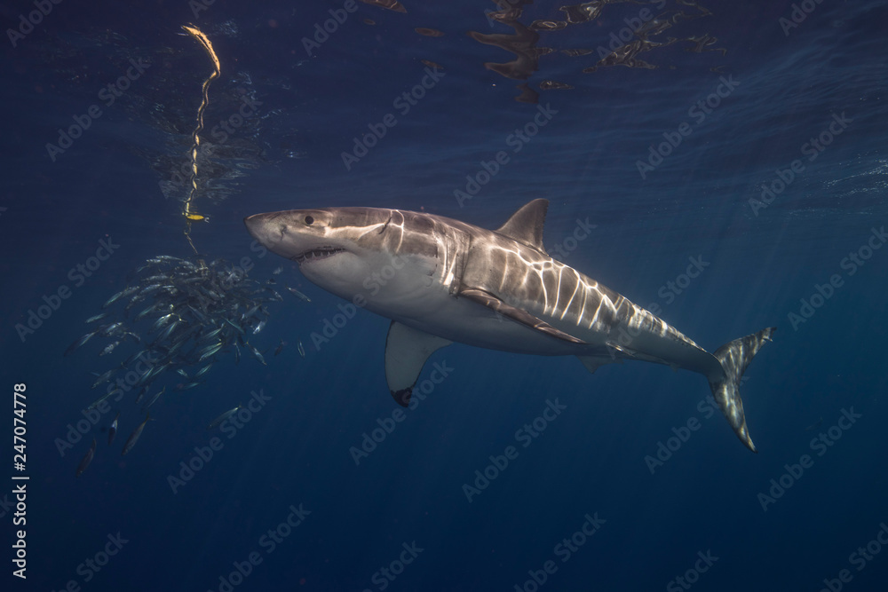 Fototapeta premium Great White Shark in cage diving 