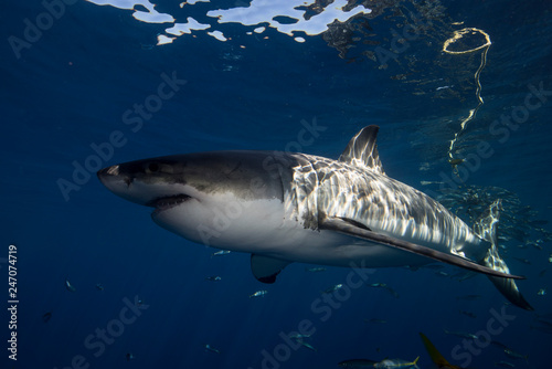 Great White Shark  in cage diving 