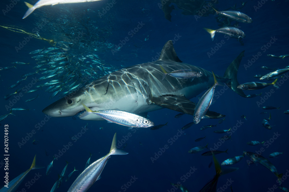 Fototapeta premium Great White Shark in cage diving 