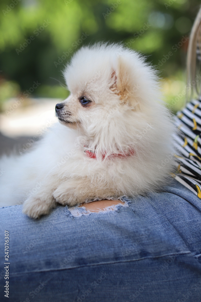 Bellissimo cagnolino carino. Piccolo cane bianco. Volpino di Pomerania.  Spitz tedesco toy. Beautiful cute dog. Small white dog. Pomeranian. Stock  Photo | Adobe Stock