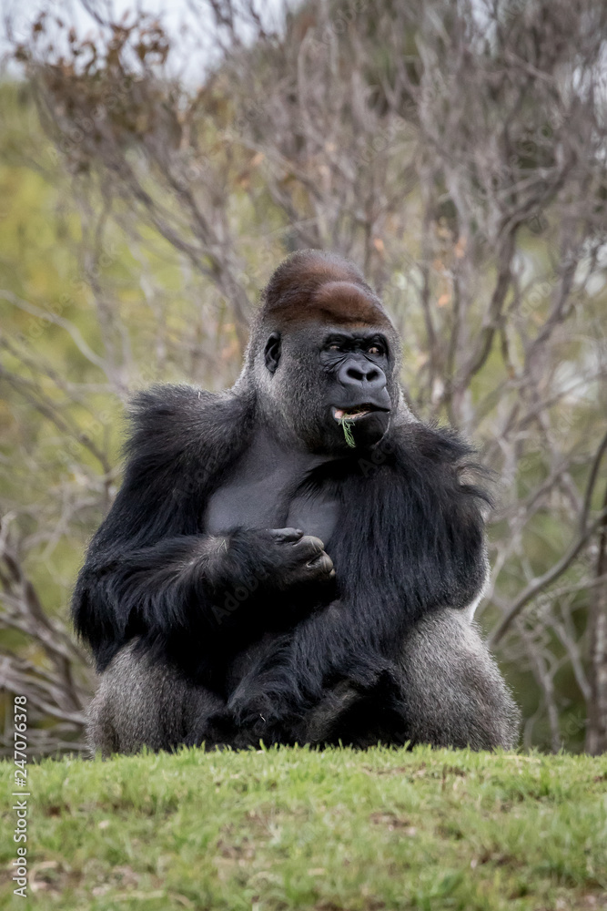 Western Lowland Gorilla sitting on a hill eating