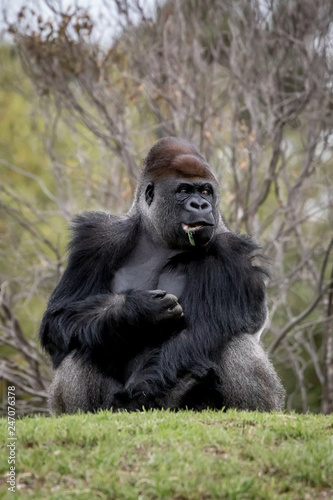 Western Lowland Gorilla sitting on a hill eating © Heather