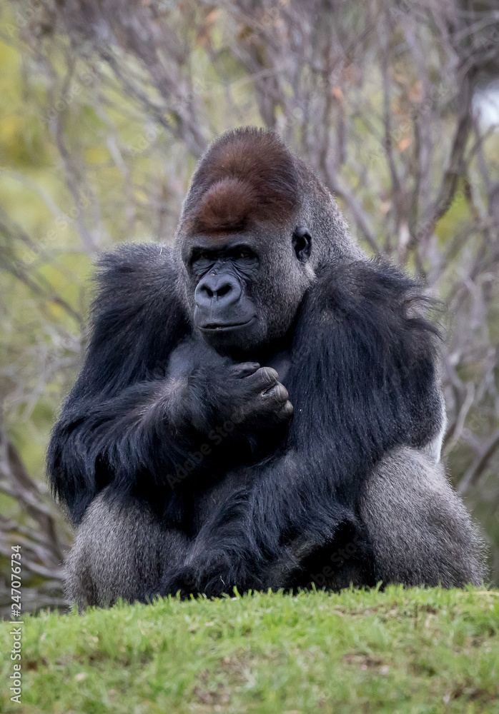 Western Lowland Gorilla sitting on a hill Western Lowland Gorilla sitting on a hill