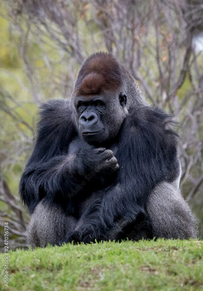 Western Lowland Gorilla sitting on a hill