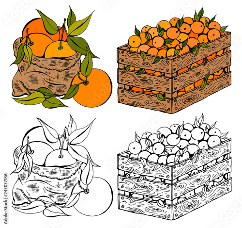 Vector illustration set of sketch hand drawn wooden box and bag full of oranges with green leaves. Fresh fruits, Spring or Summer background, garden, Italy, Spain, mandarins. Organic food label.