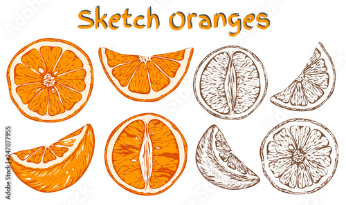 Vector illustration set of sketch hand drawn colorful oranges and slice orange. Fresh fruits, citrus, Italy, Spain, mandarins. Organic food label. Vintage style.