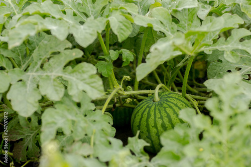 Ripe watermelon on melon field among green leaves. Watermelon growing in the garden in the village. The cultivation of melons fields is a crop in the garden.