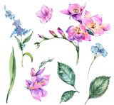 Set of Watercolor Vintage Floral Elements Blooming Freesia and Garden Flower