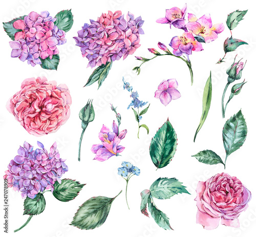 Fototapeta Naklejka Na Ścianę i Meble -  Set of Summer Watercolor Flowers Hydrangea, Freesia, Roses, Garden Flowers,