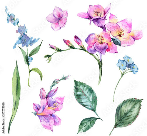 Set of Watercolor Vintage Floral Elements Blooming Freesia and Garden Flower