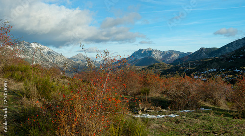 Rose hip plant with red fruits against a mountains landscape in autum