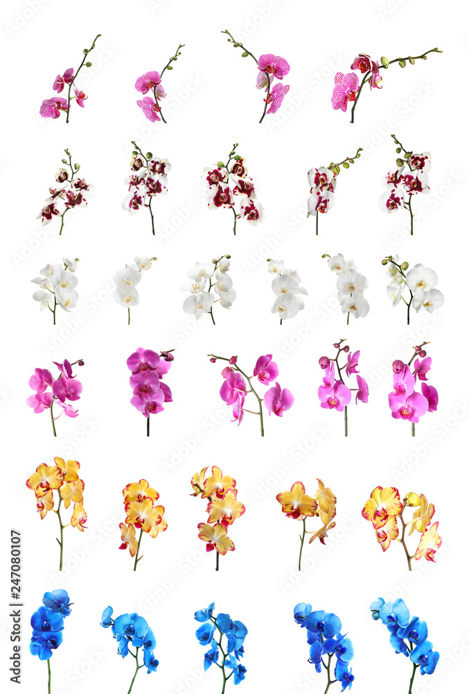 Set of beautiful colorful orchid phalaenopsis flowers on white background - obrazy, fototapety, plakaty 
